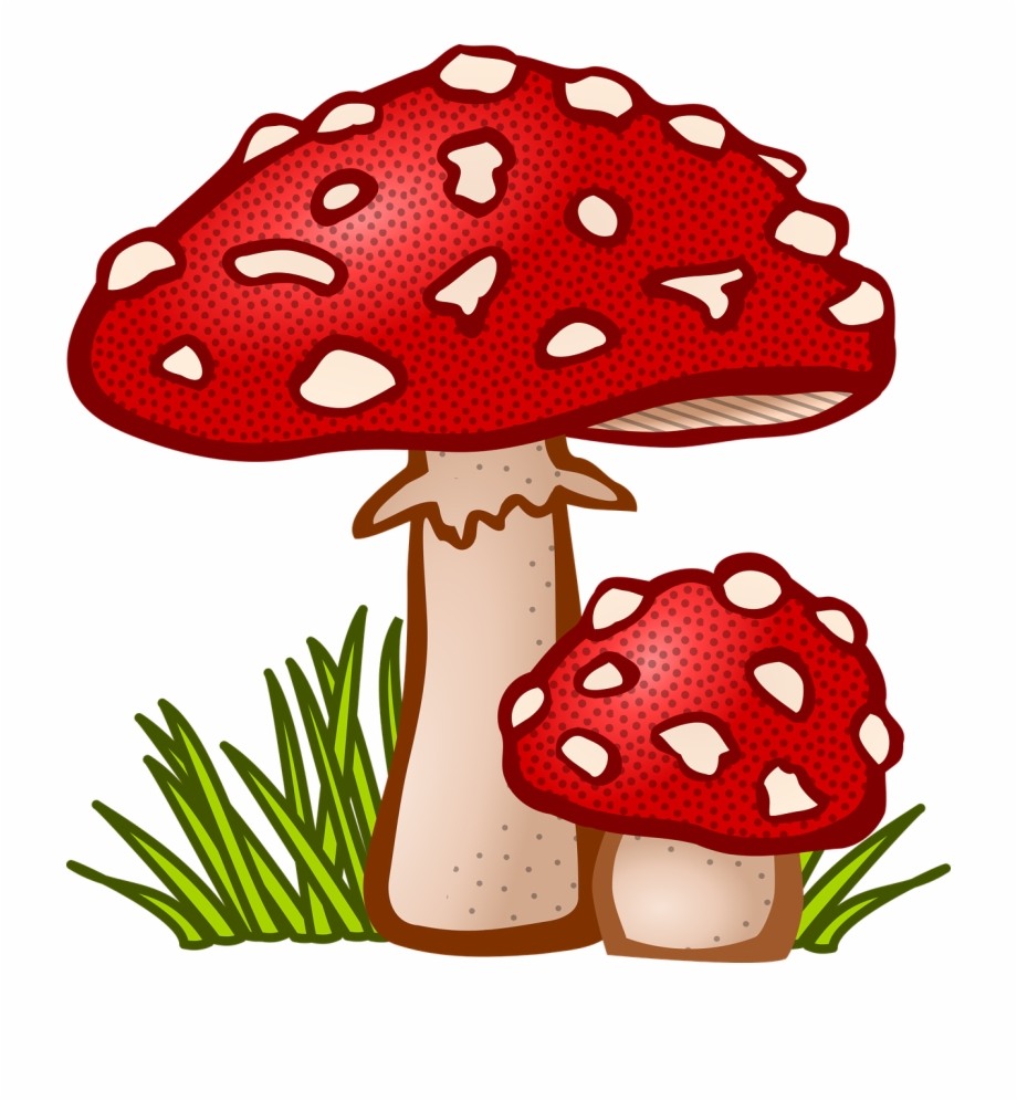 Fungal mushroom plant png. Mushrooms clipart toadstool