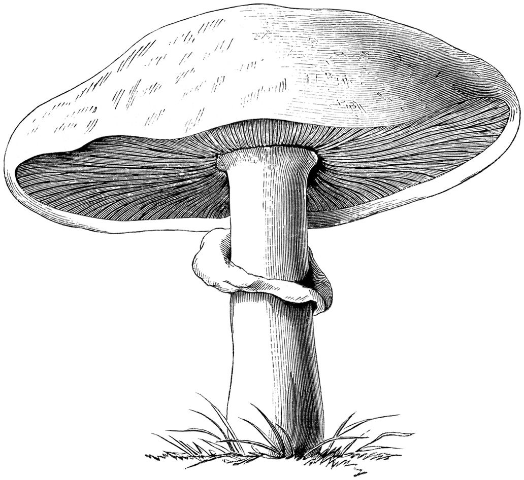mushrooms clipart vintage