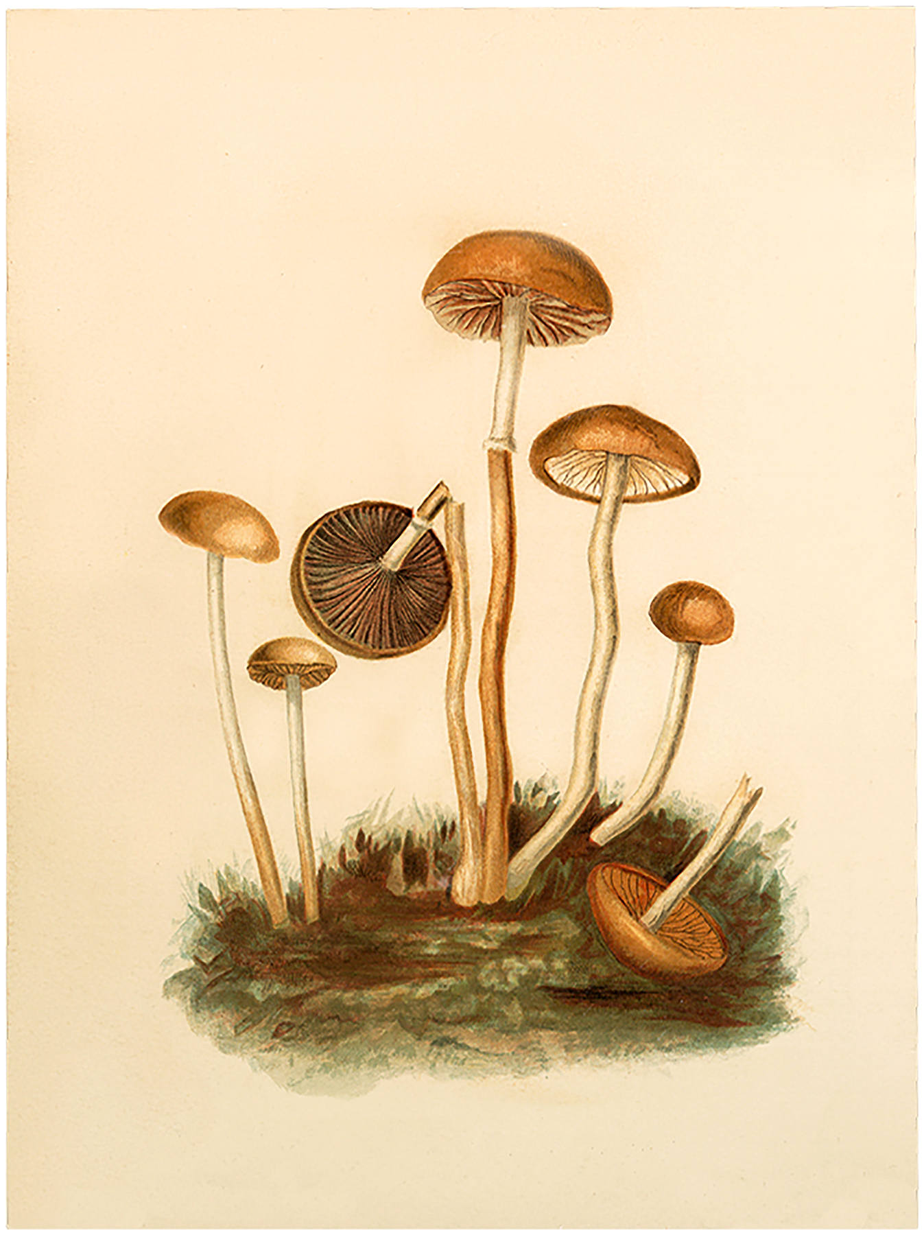 mushrooms clipart vintage