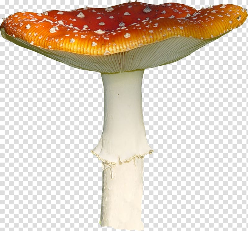 mushrooms clipart wild mushroom