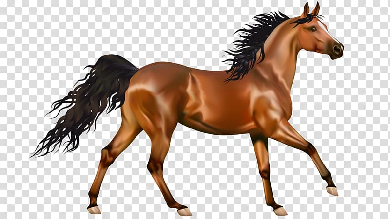 mustang clipart colt horse