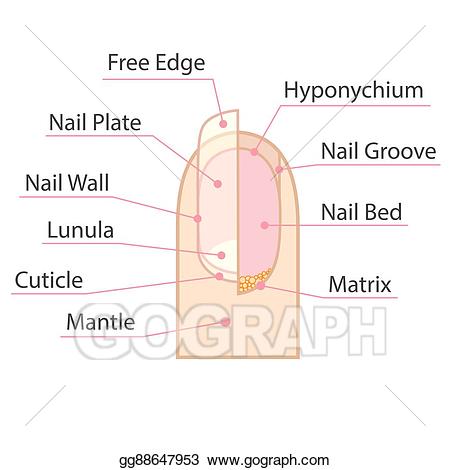 Nail clipart human nail, Nail human nail Transparent FREE for download ...