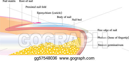 Nails clipart diagram. Vector stock nail anatomy