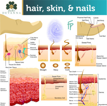 Hair skin and integumentary. Nails clipart diagram