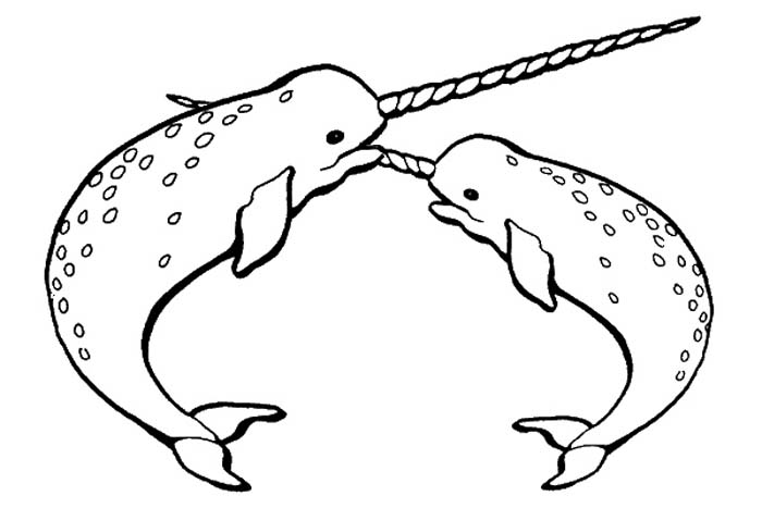 Free baby cliparts download. Narwhal clipart black and white