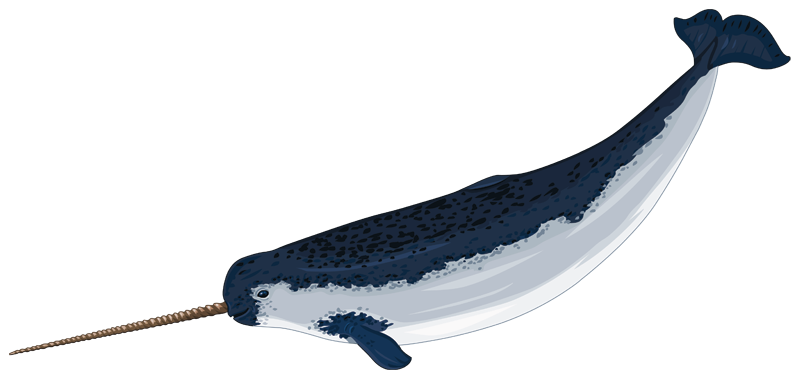 narwhal clipart real
