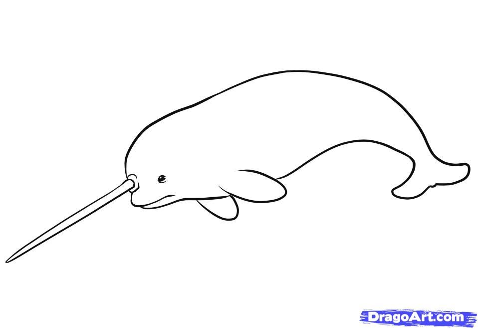 narwhal clipart step by step
