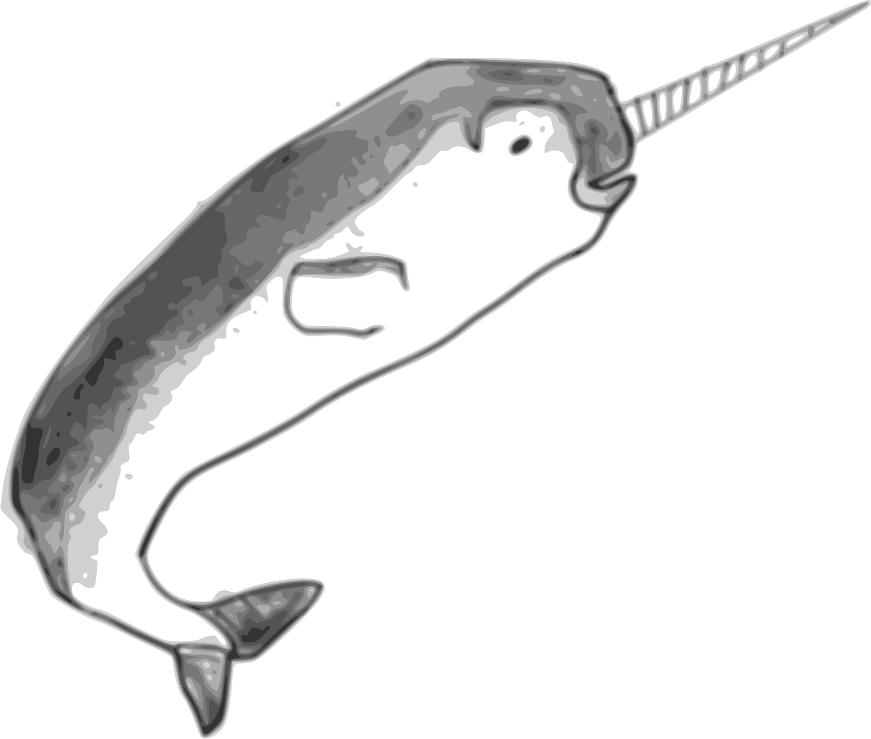 narwhal clipart vector
