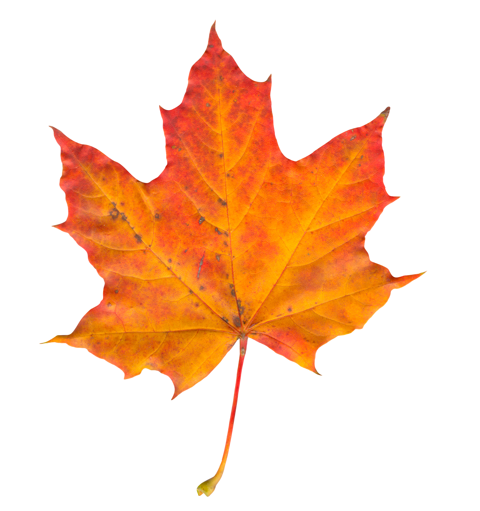 Leaf png image purepng. Nature clipart autumn