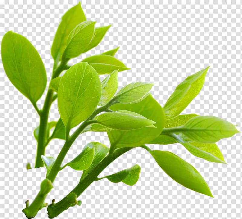 nature clipart plant