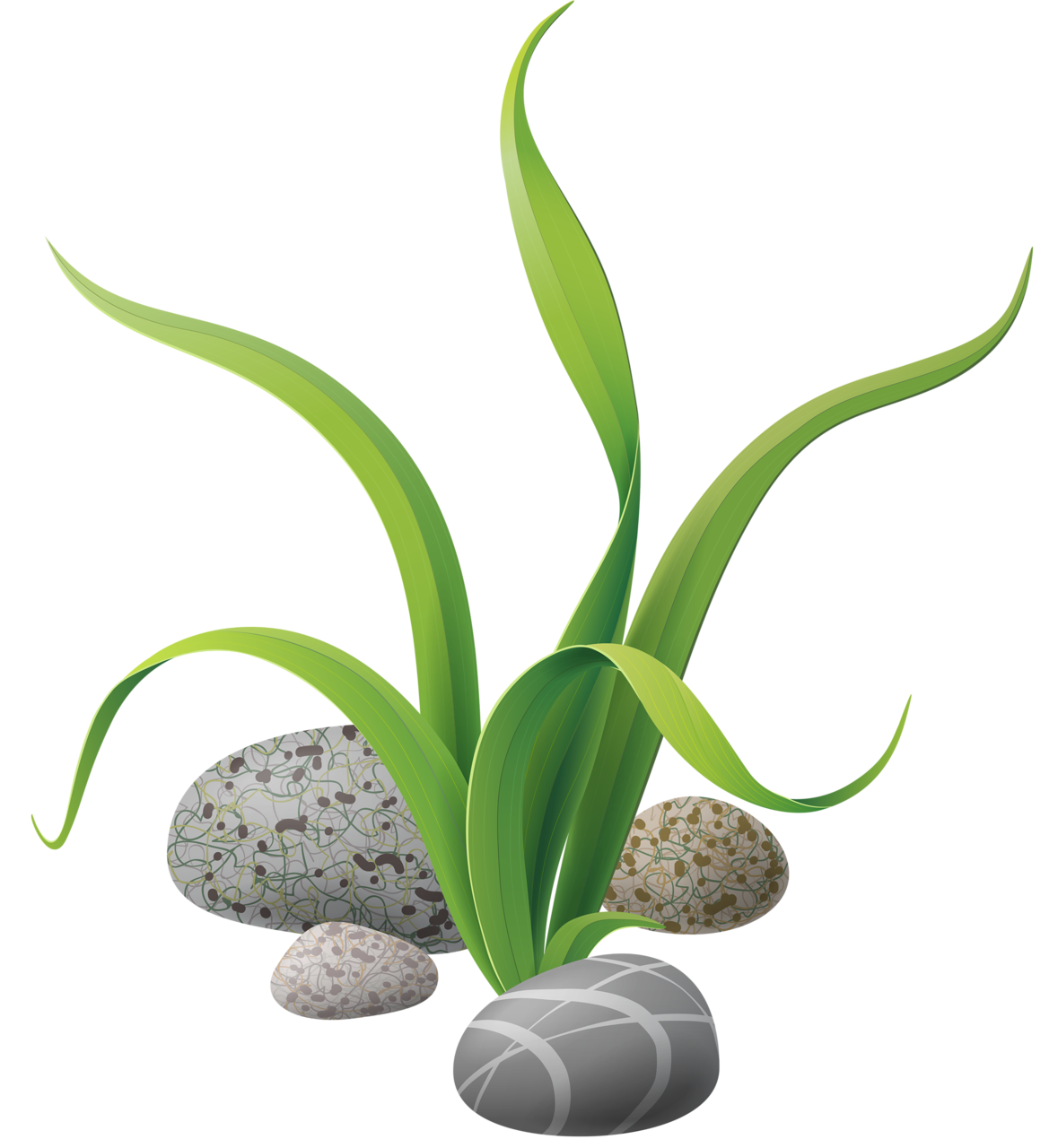 Algae stones png clip. Nautical clipart flower