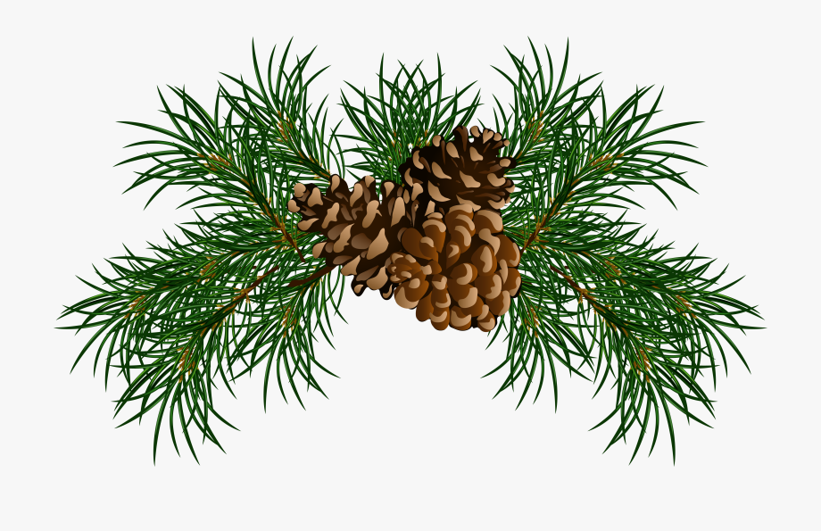 pinecone clipart pine needle