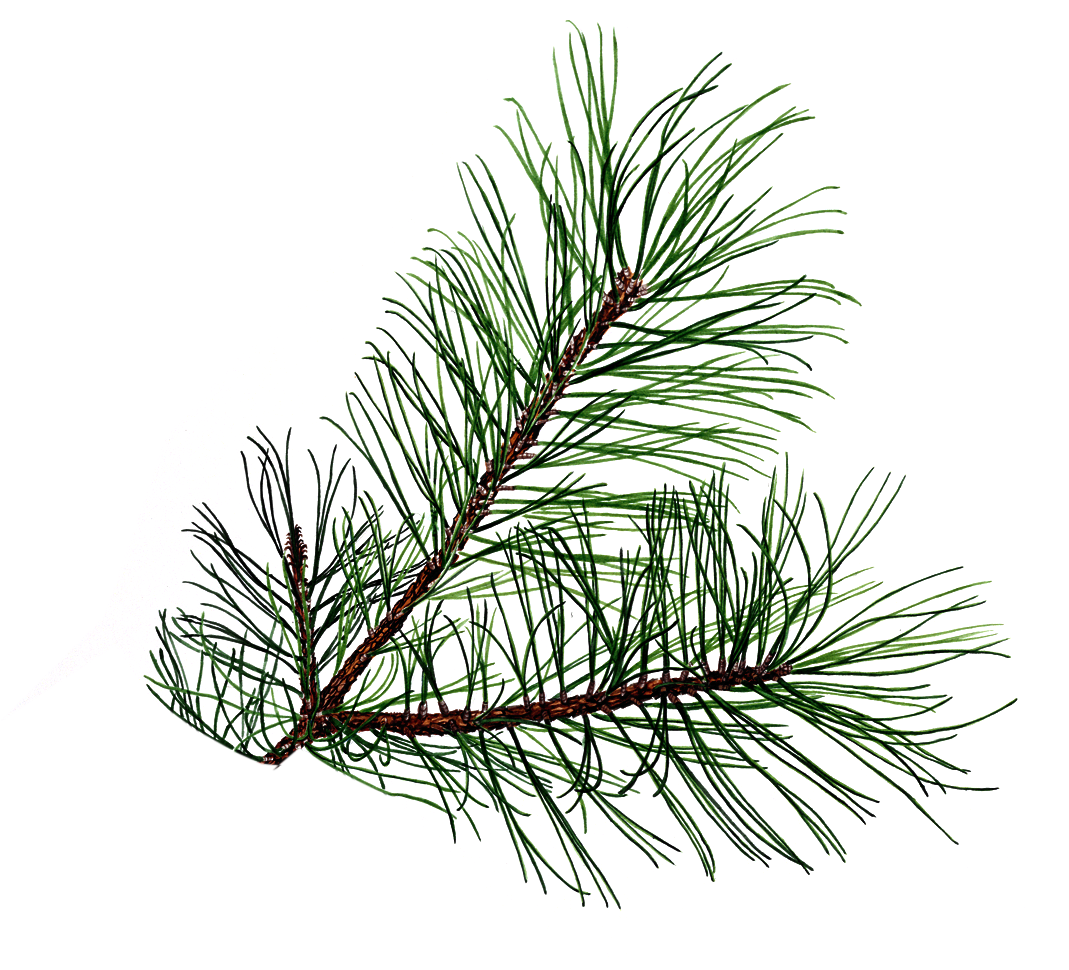 needle clipart pine tree
