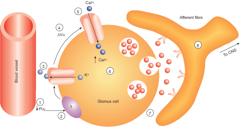 Nervous clipart tension. Membrane model of glomus