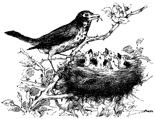 nest clipart bird food