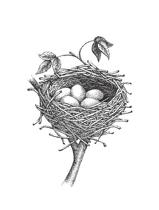 nest clipart draw
