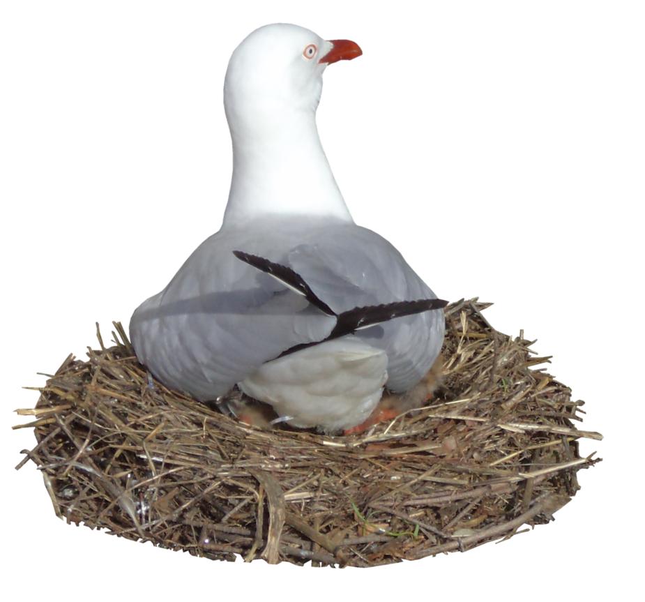 Nesting seagull hb by. Nest clipart goose egg