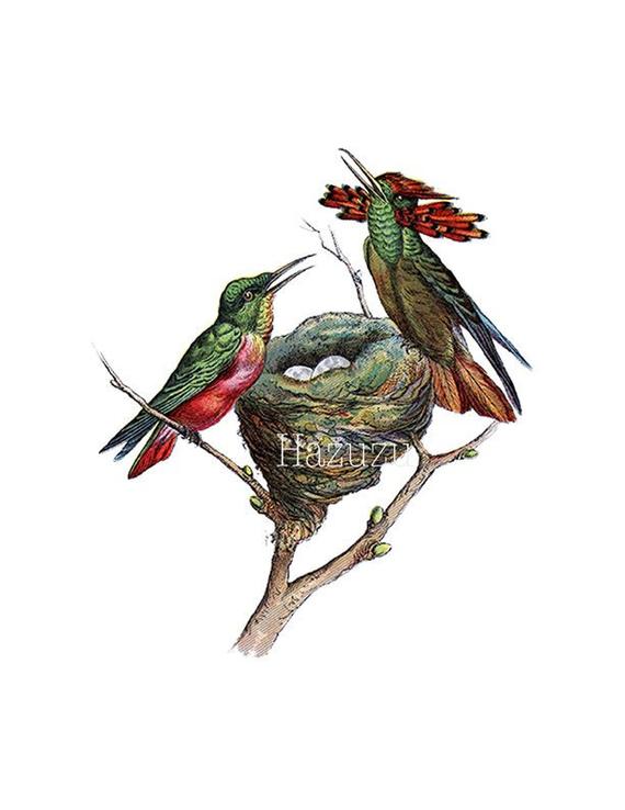 nest clipart hummingbird nest