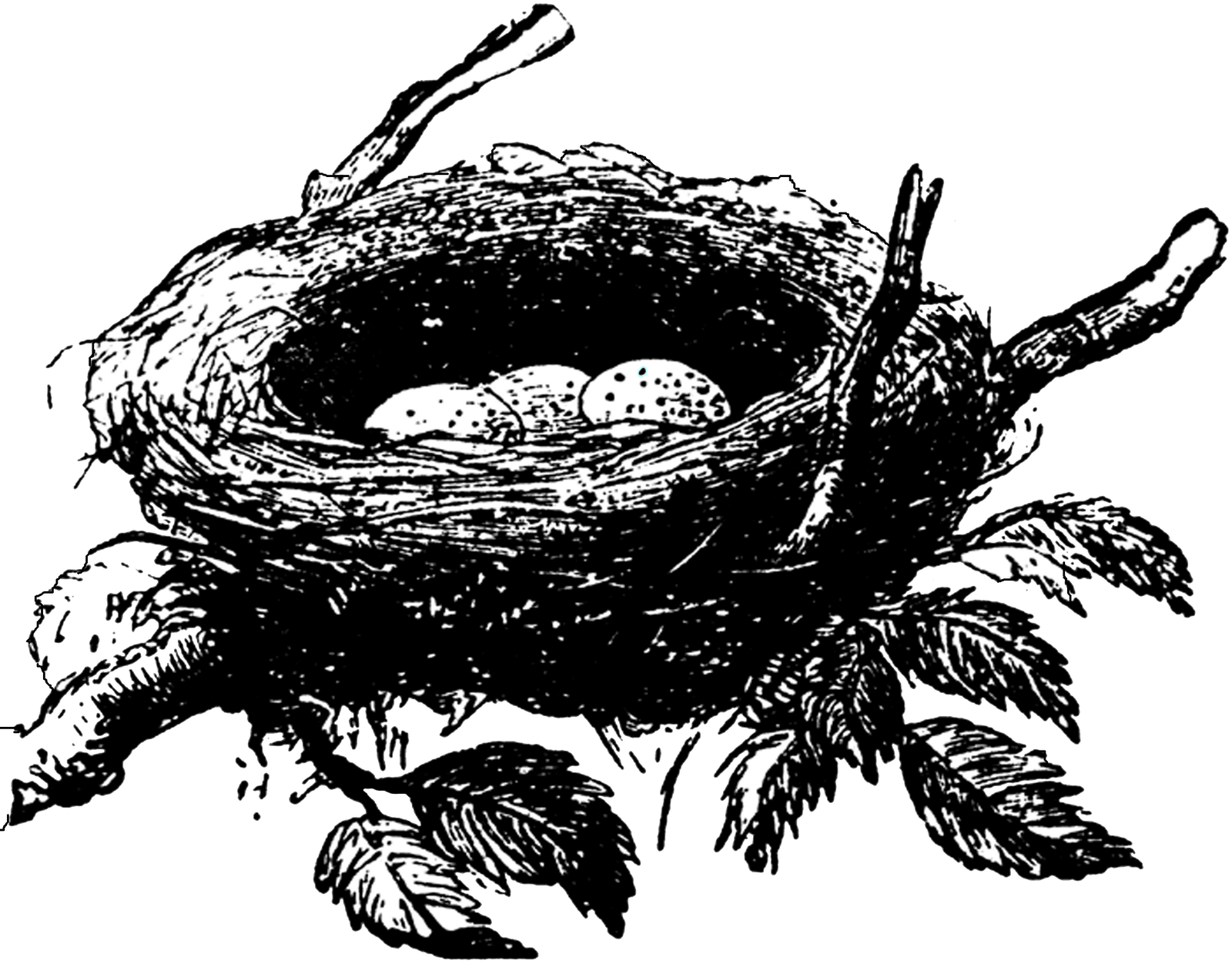 nest clipart illustration