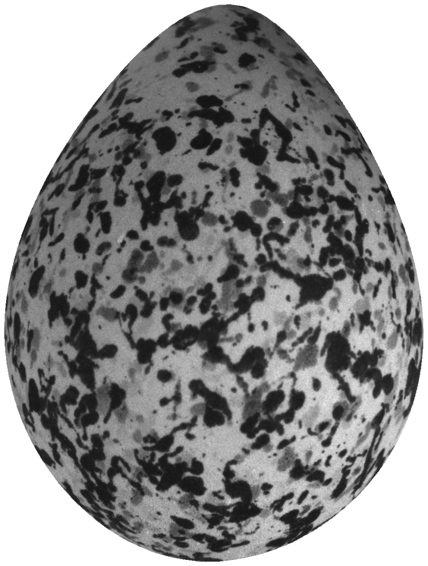 nest clipart speckled egg