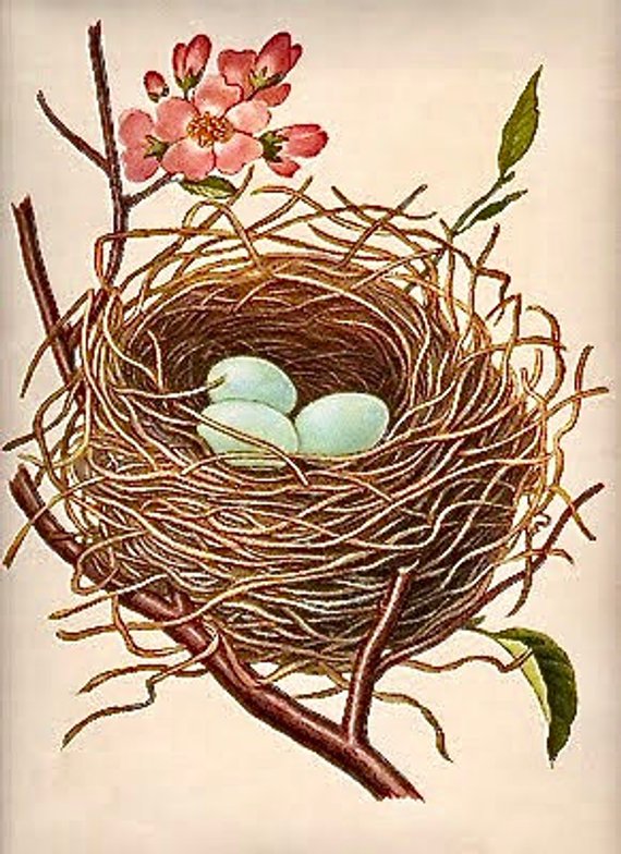 Robin spring pink dogwood. Nest clipart vintage
