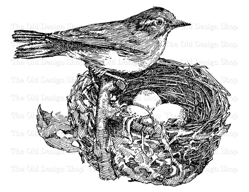 Bird eggs printable clip. Nest clipart vintage