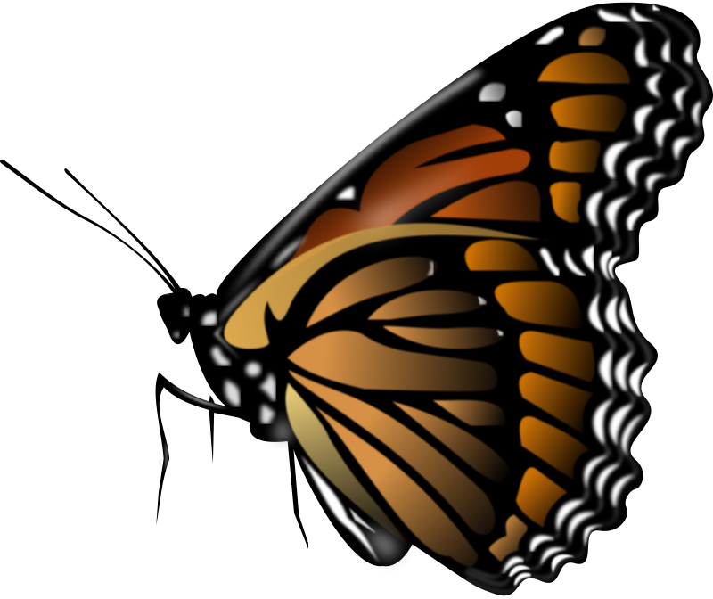 net clipart butterfly