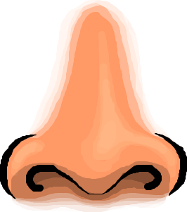 Cliparts zone . Nose clipart brown nose