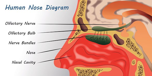 Nose clipart diagram, Nose diagram Transparent FREE for download on ...