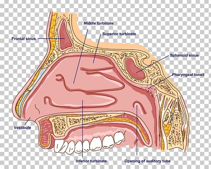 Inferior nasal concha anatomy. Nose clipart diagram