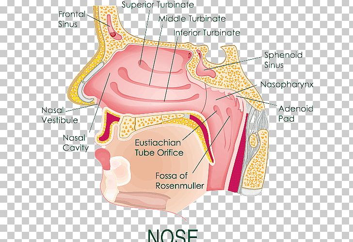 Nose Parts Diagram