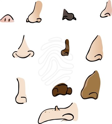 nose clipart different nose
