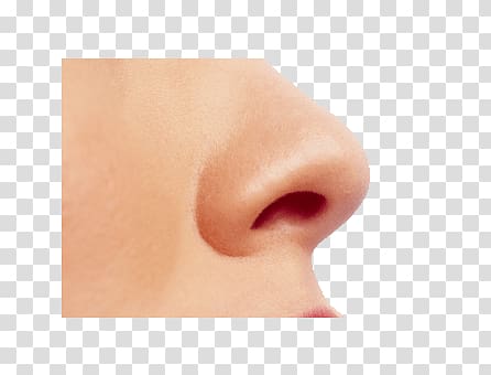 nose clipart female nose