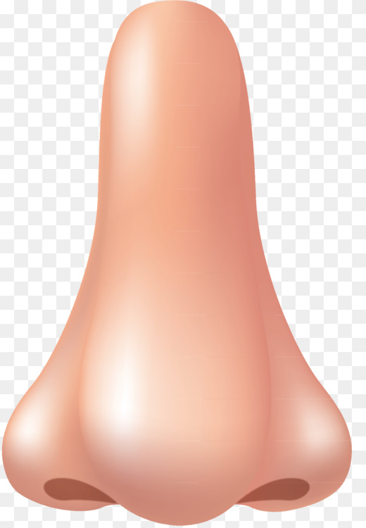nose clipart human body