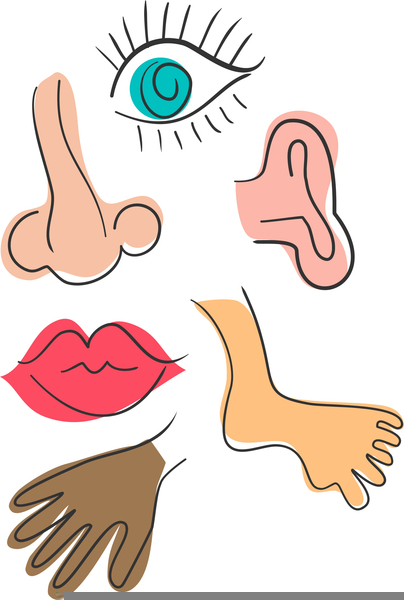 nose clipart human body