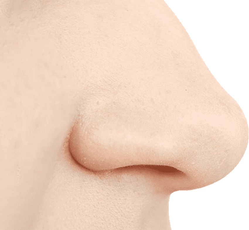 nose clipart human nose