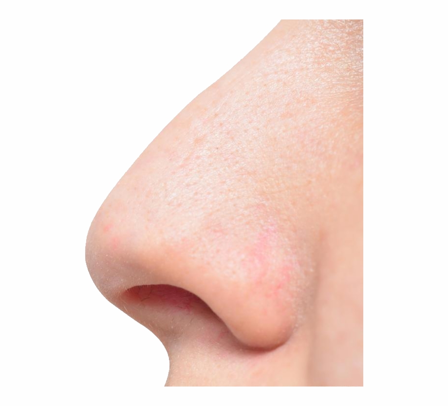 nose clipart human nose