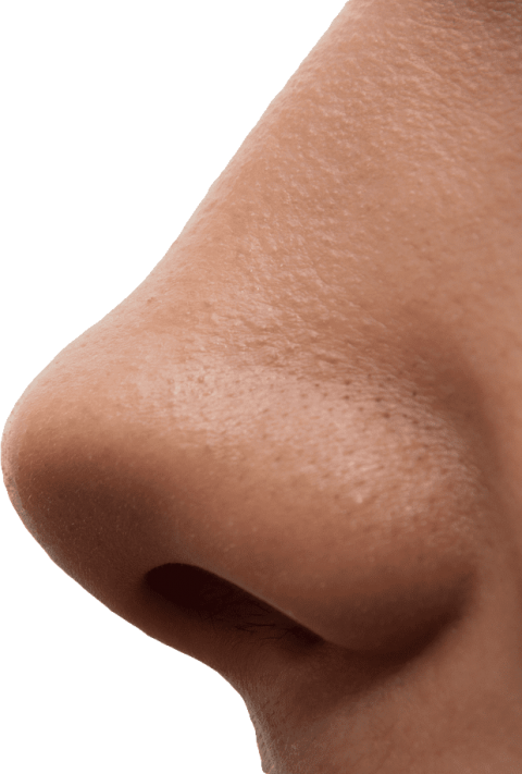 nose clipart nostrils