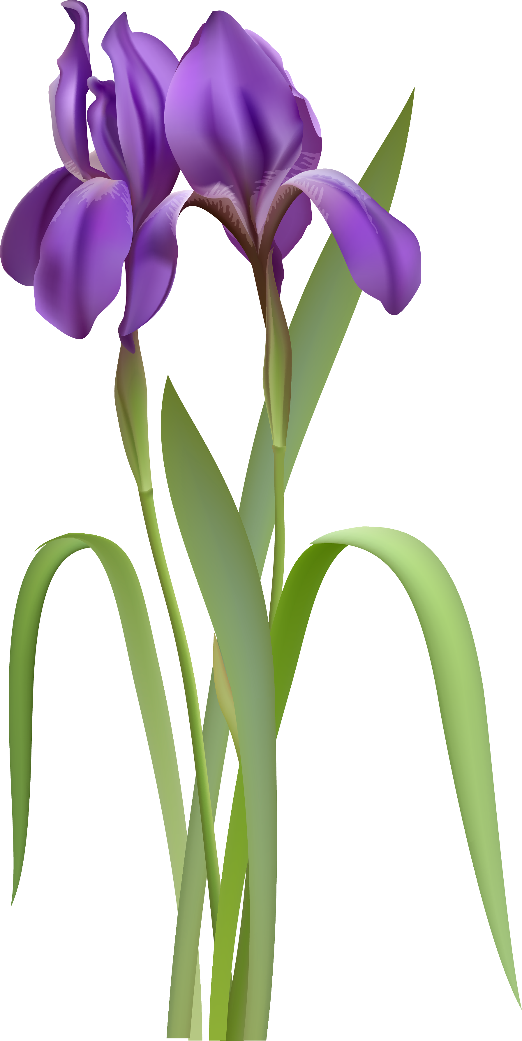 Spring clipart gallery yopriceville. Iris flower png