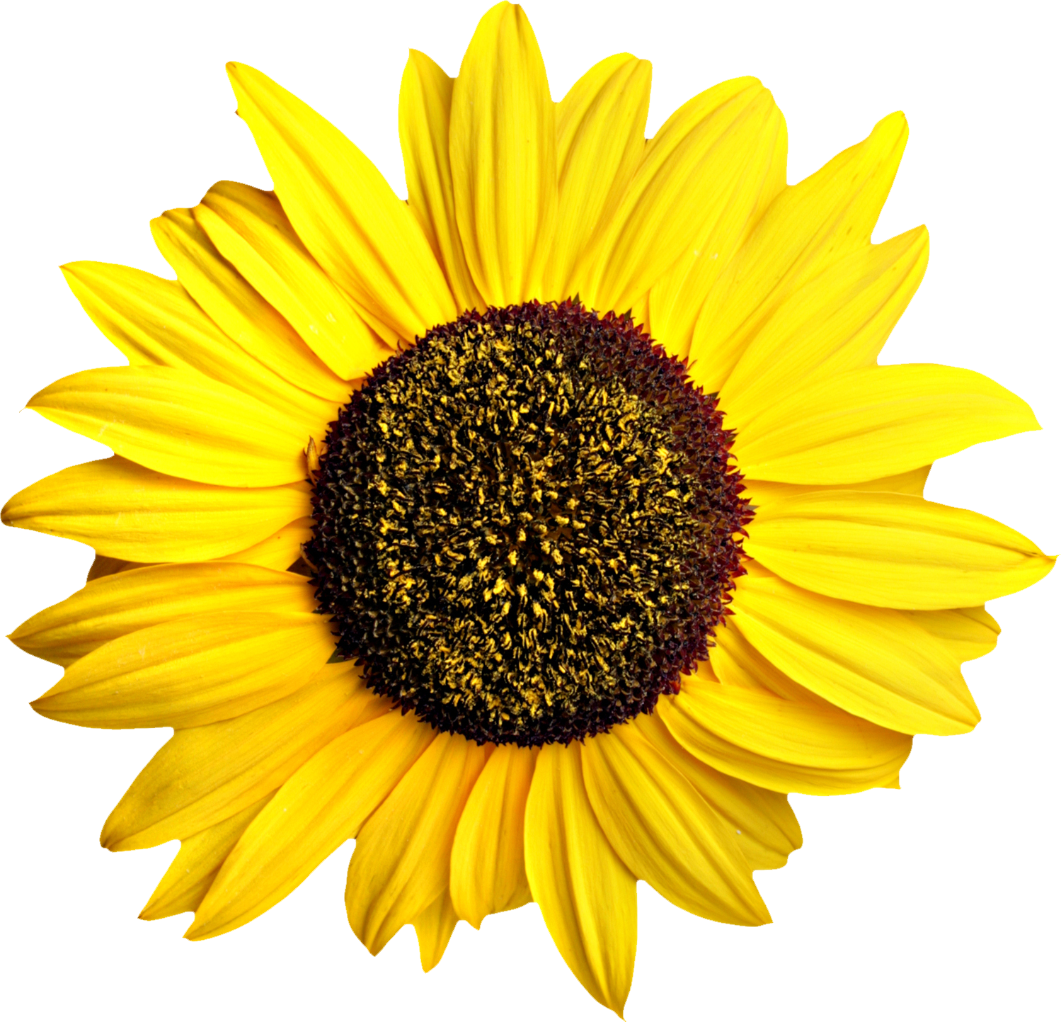 Icon png web icons. November clipart sunflower