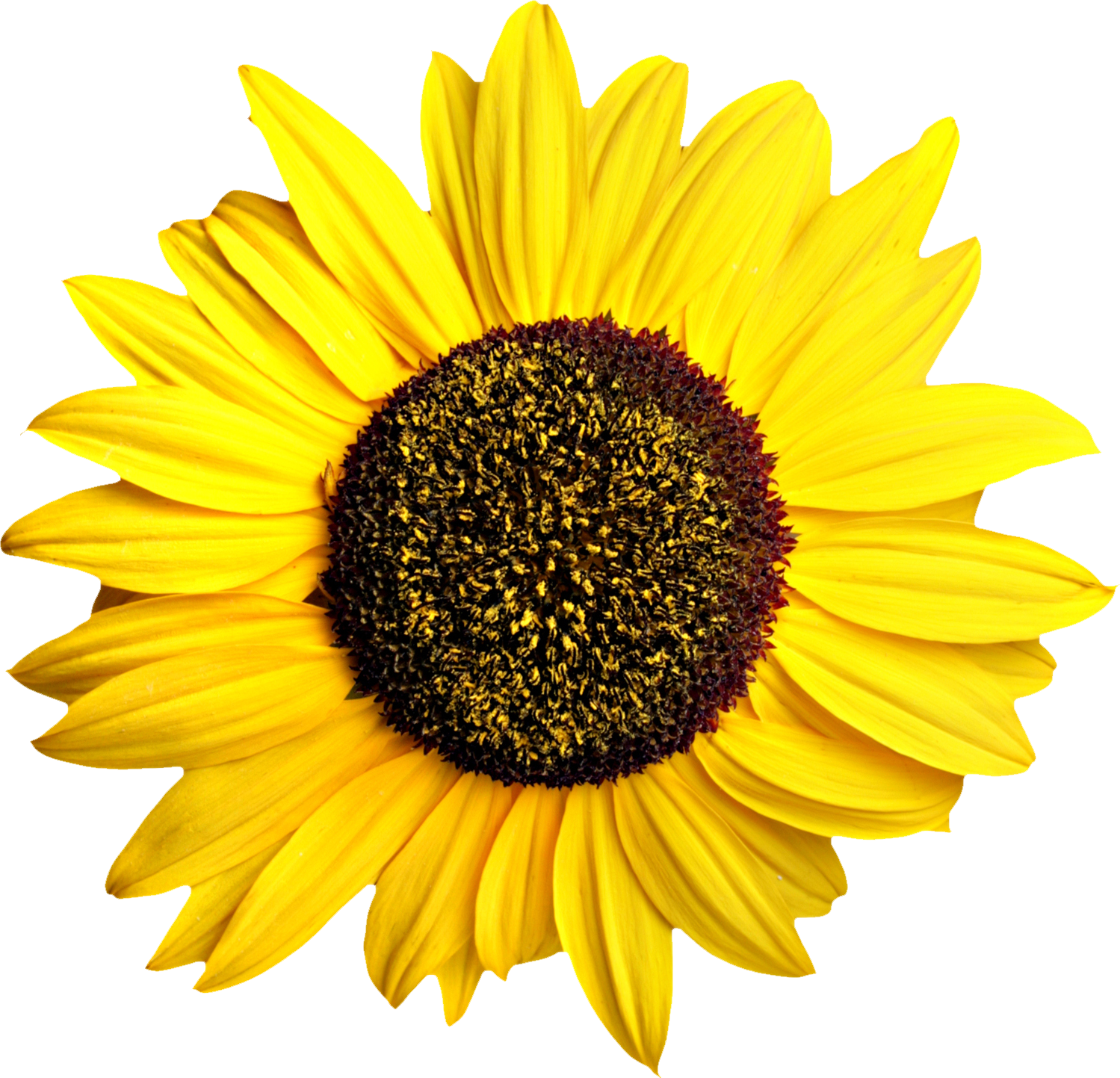 Free Free 188 Sunflower Svg Png SVG PNG EPS DXF File