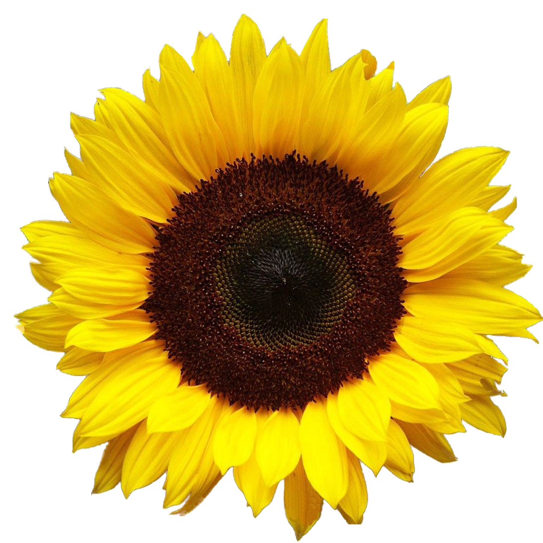 November clipart sunflower. Png picture web icons