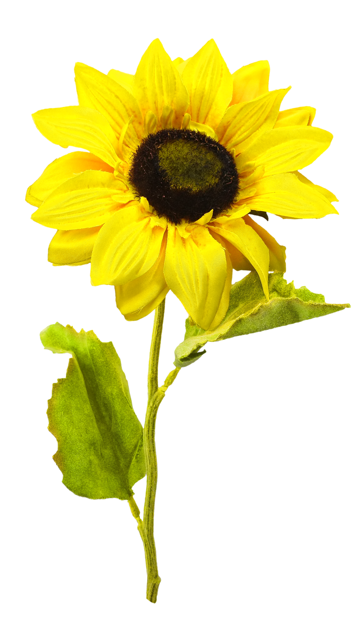 Png image web icons. November clipart sunflower