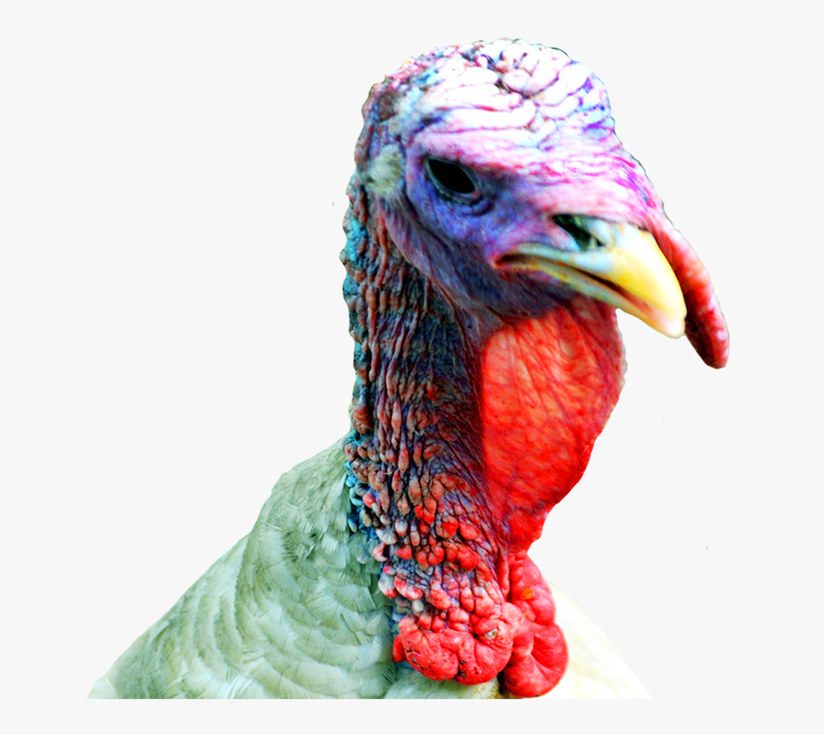 november clipart turkey head