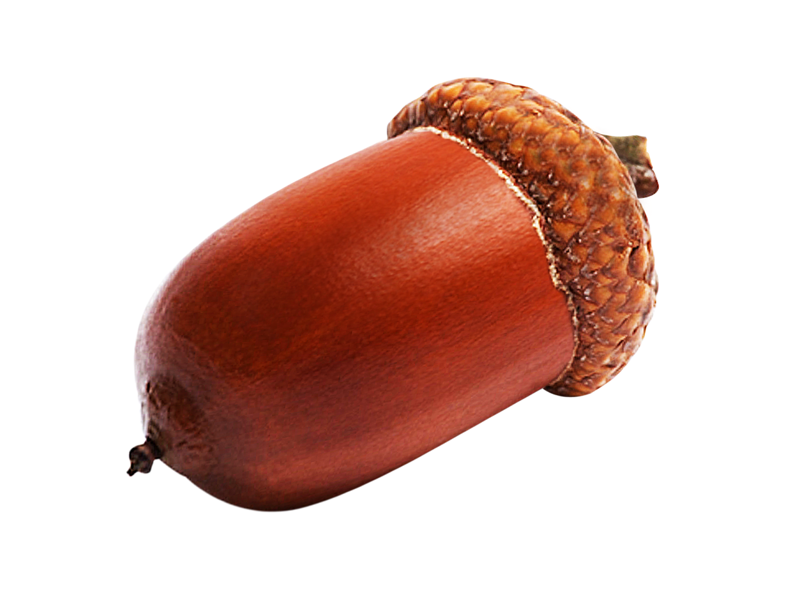 nuts clipart acron