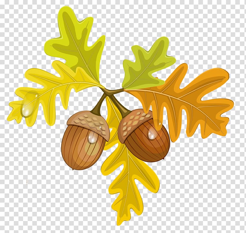 Transparent background png . Nuts clipart autumn acorn