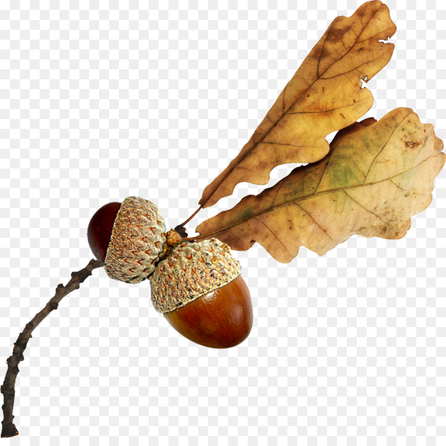 nuts clipart autumn acorn