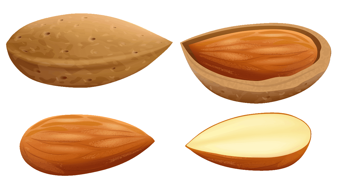 nuts clipart almond