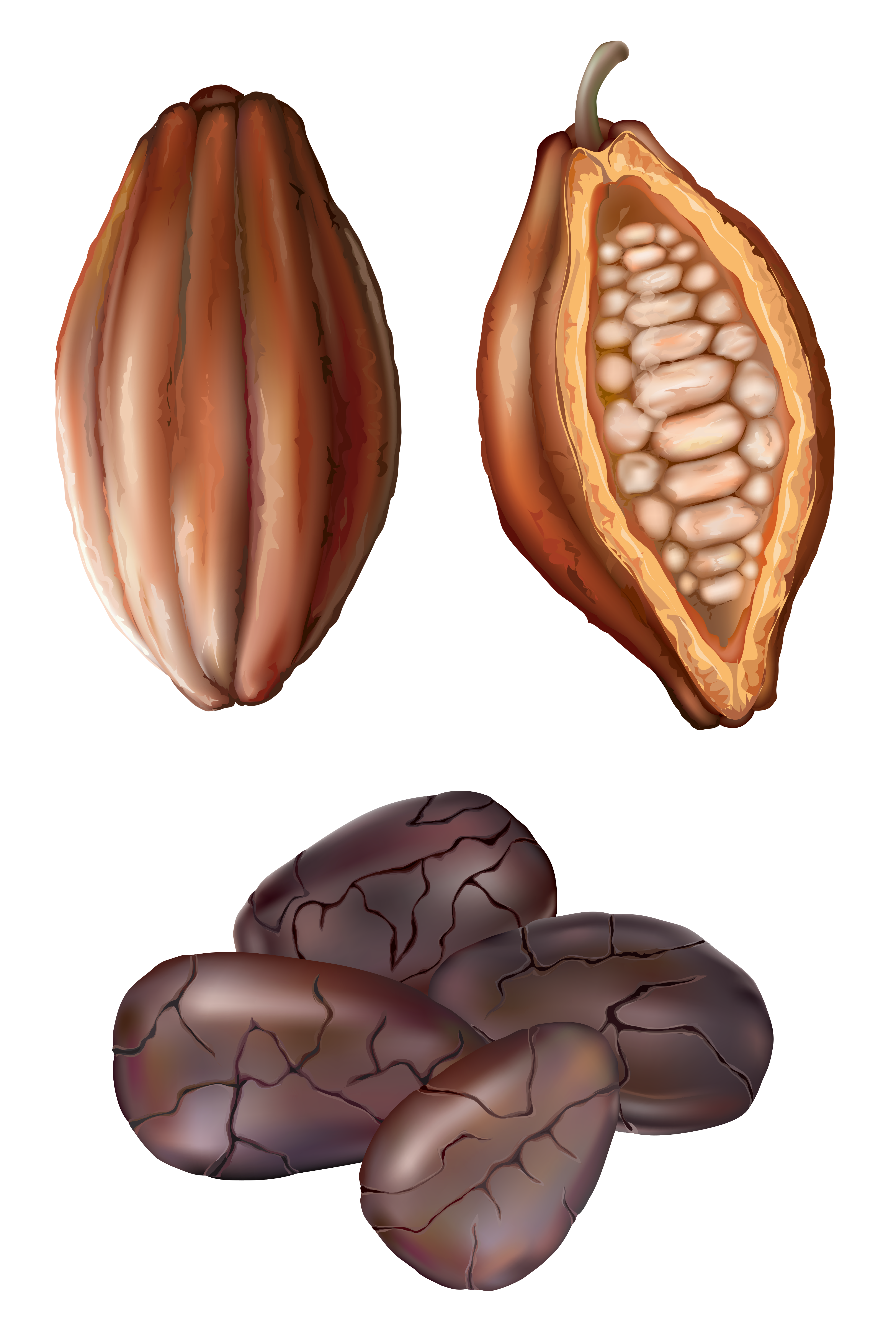Cocoa nut png clip. Bean clipart nuts