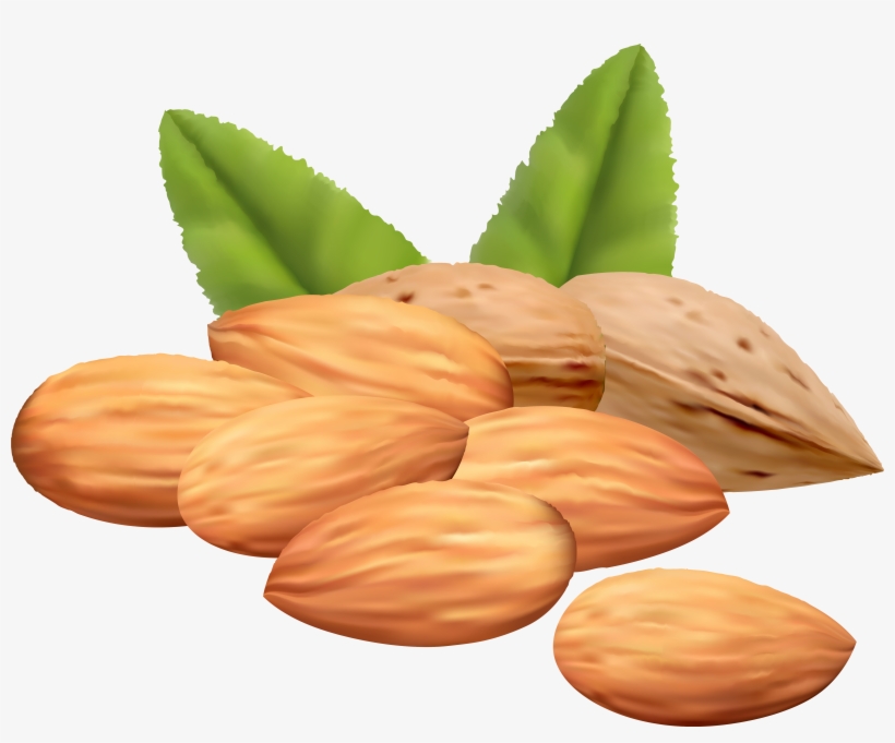 Nut clipart cute. Borders nuts free transparent